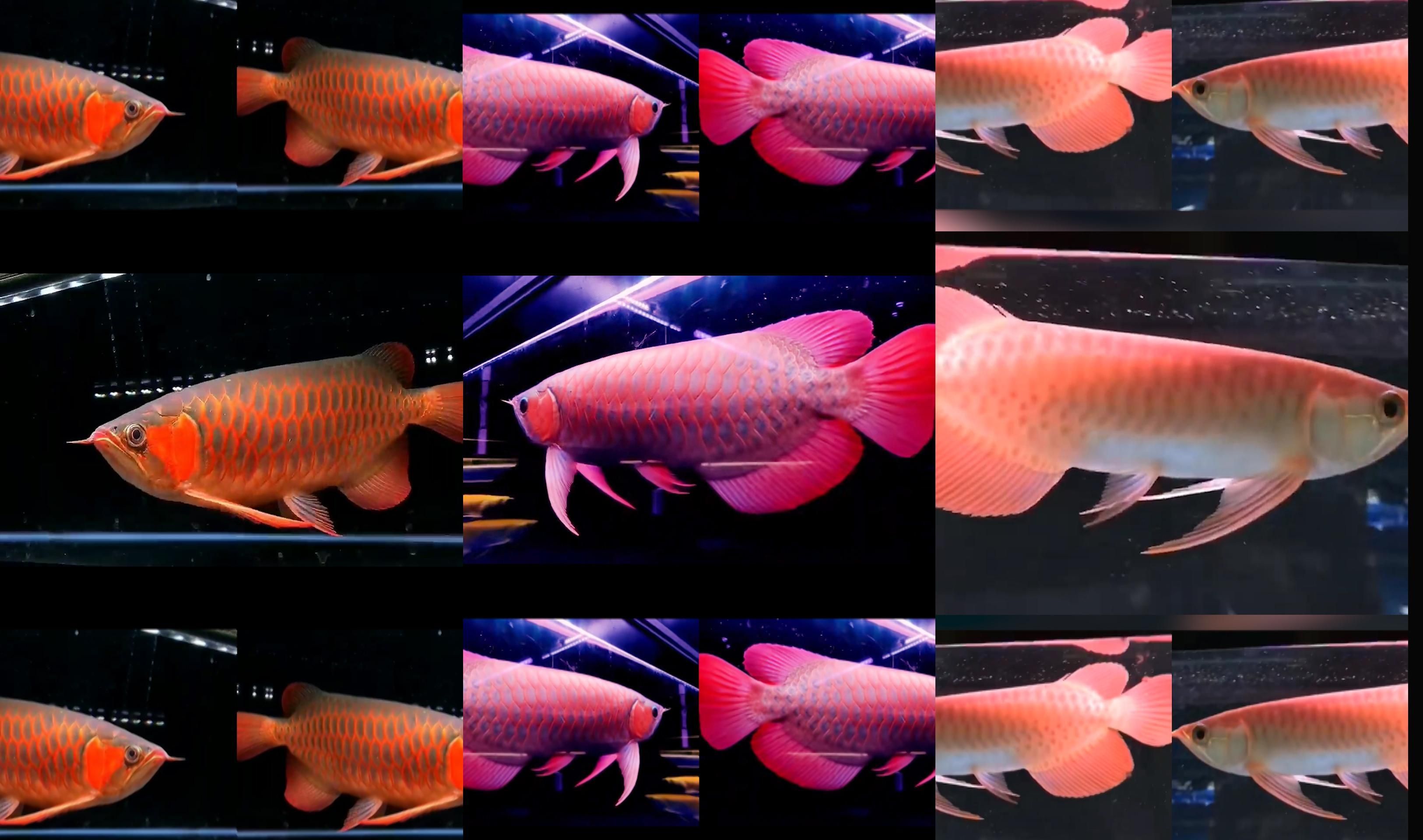 如何區分紅龍魚的品種，如何區分紅龍魚品種