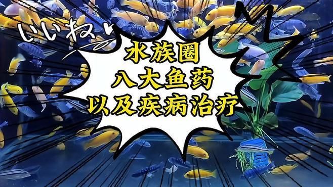 有哪些藥物可以治療魚潰爛，觀賞魚生病應該用什么藥治療