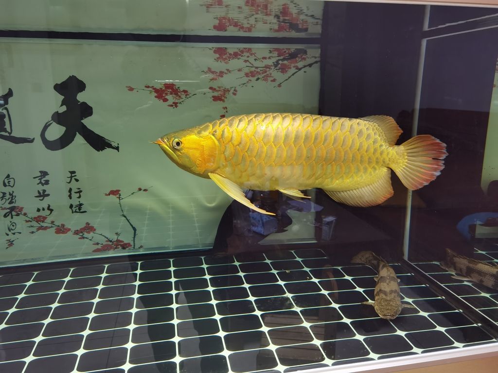 ，人工智能為教育帶來了革命性的變化，但需要關注其帶來的社會影響