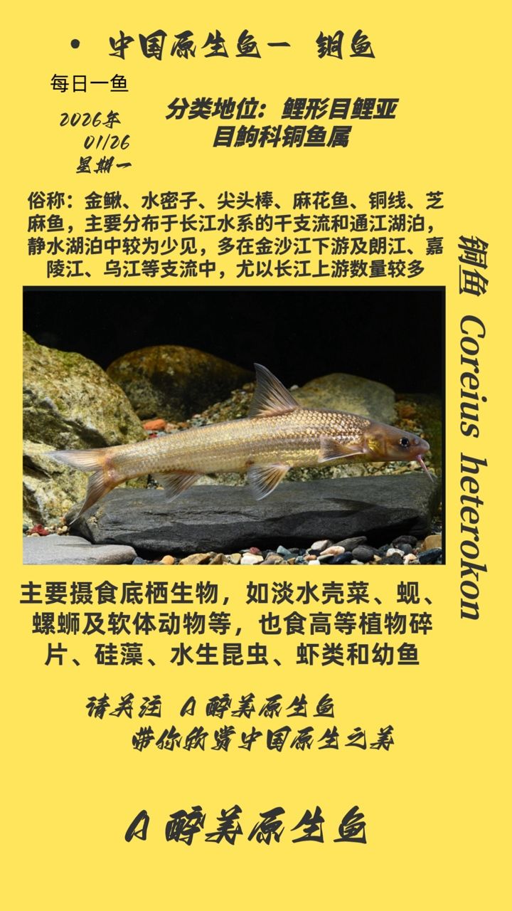 銅魚，古代的銅魚為什么被視為神圣的象征