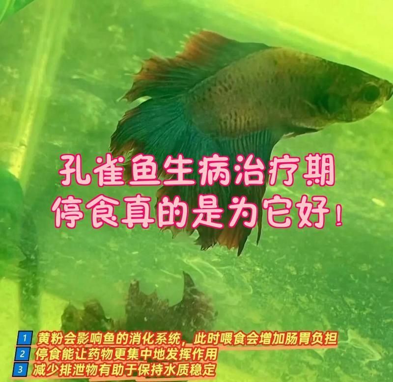 黃粉治療期間需要增氧嗎，黃粉治療期間是否需要增氧？