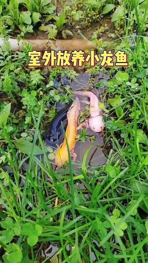 小龍魚圖片，小龍魚有哪些品種