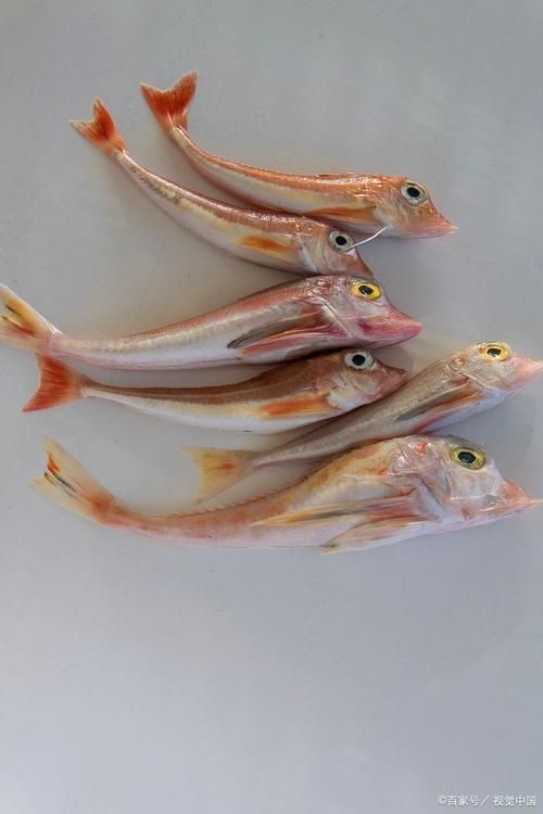 小龍魚圖片，小龍魚有哪些品種