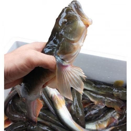 小龍魚圖片，小龍魚有哪些品種
