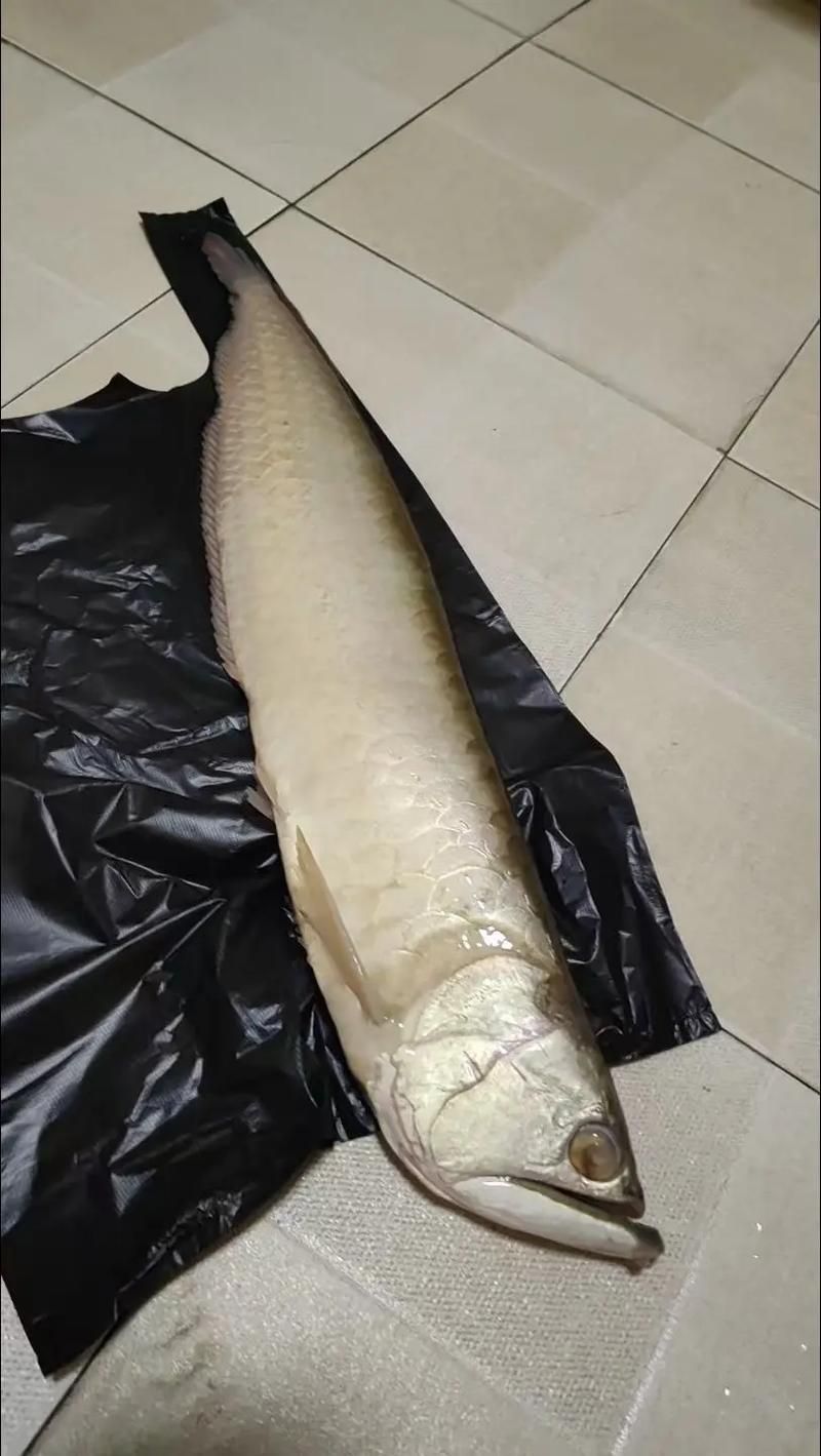 小龍魚圖片，小龍魚有哪些品種