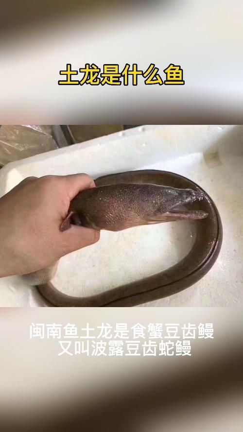 給我更多關(guān)于土龍魚的圖片，關(guān)于土龍魚的知識