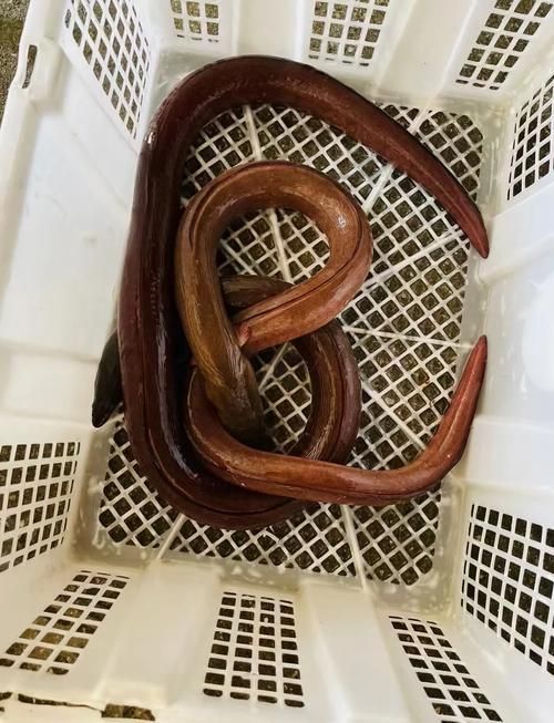 給我更多關(guān)于土龍魚的圖片，關(guān)于土龍魚的知識