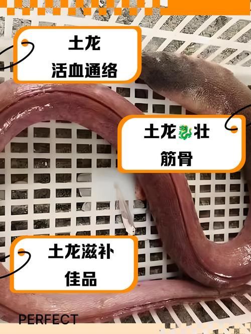 給我更多關(guān)于土龍魚的圖片，關(guān)于土龍魚的知識