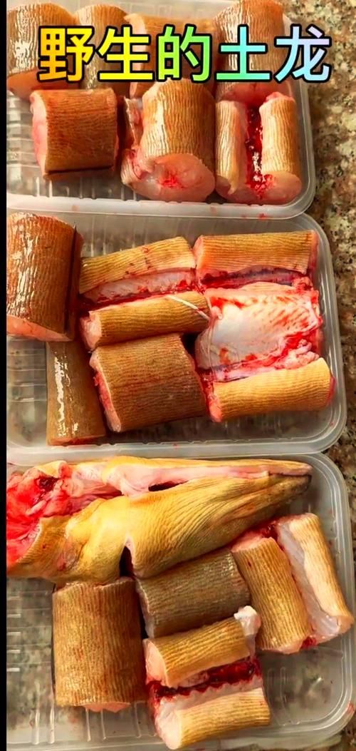 給我更多關(guān)于土龍魚的圖片，關(guān)于土龍魚的知識