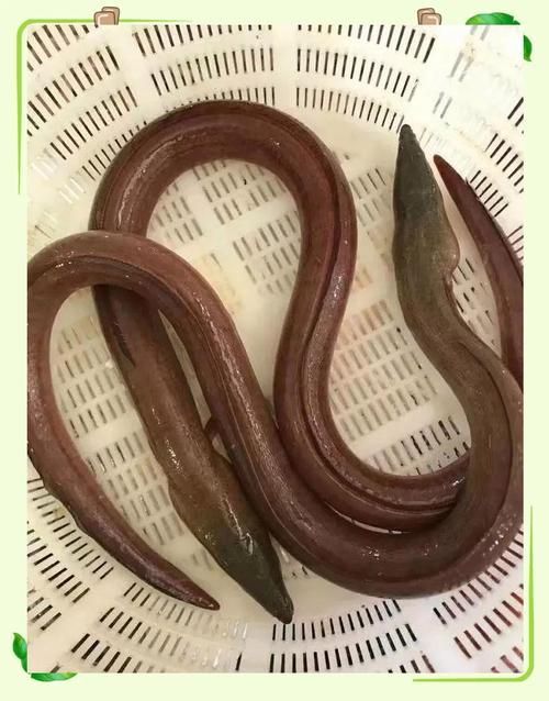 給我更多關(guān)于土龍魚的圖片，關(guān)于土龍魚的知識