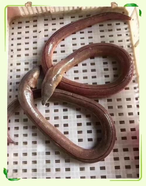 給我更多關(guān)于土龍魚的圖片，關(guān)于土龍魚的知識