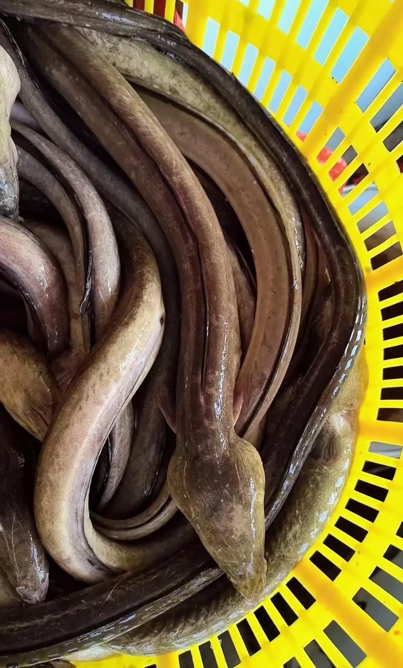 給我更多關(guān)于土龍魚的圖片，關(guān)于土龍魚的知識