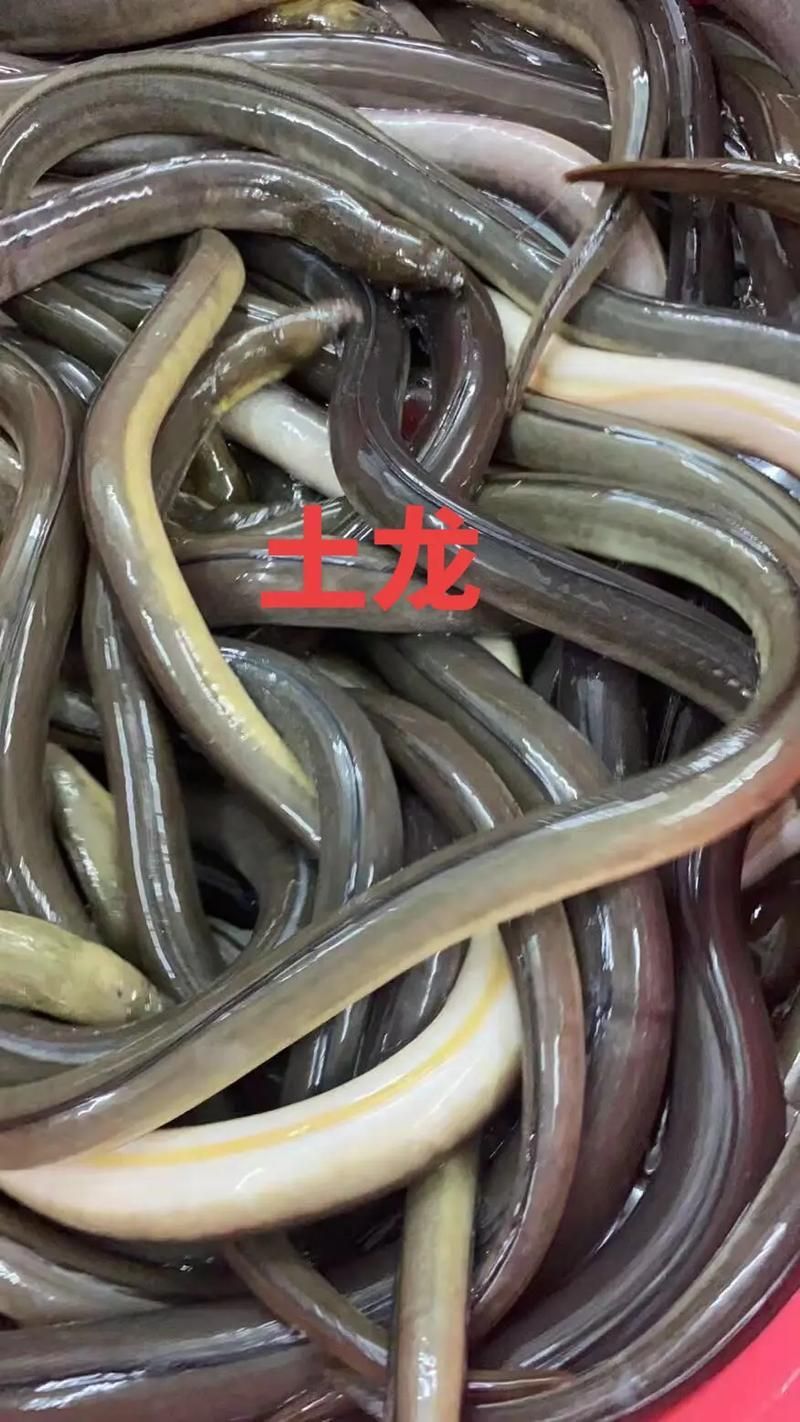 給我更多關(guān)于土龍魚的圖片，關(guān)于土龍魚的知識