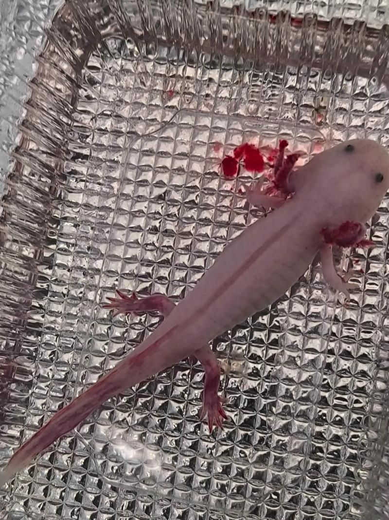 六角龍魚鰓爛了如何治療，六角龍魚治療流程