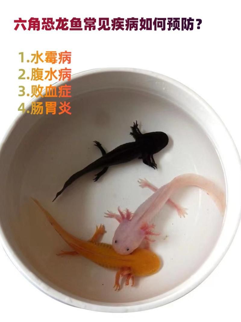 六角龍魚鰓爛了如何治療，六角龍魚治療流程