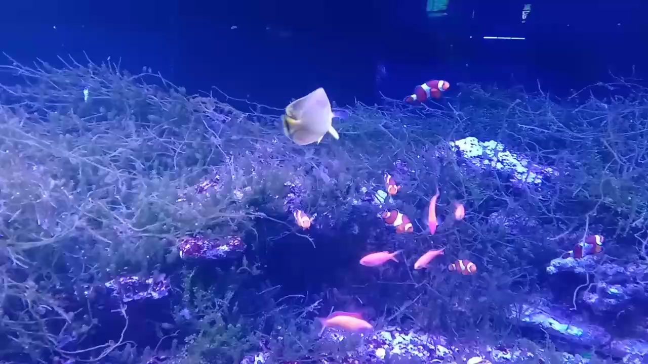 抱一顆平常心，/評論：抱一顆平常心，在快節奏的現代生活中