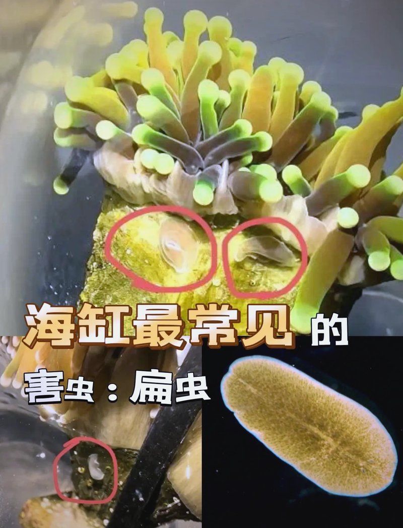 如何徹底清除魚體內(nèi)的白色扁蟲，徹底清洗魚能去除扁蟲嗎