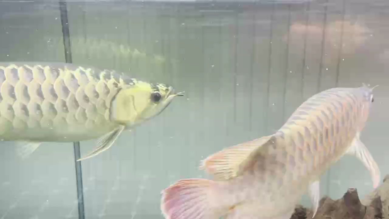 尺寸50 懂貨的魚友估個(gè)價(jià)，尺寸50懂貨的魚友估個(gè)價(jià)