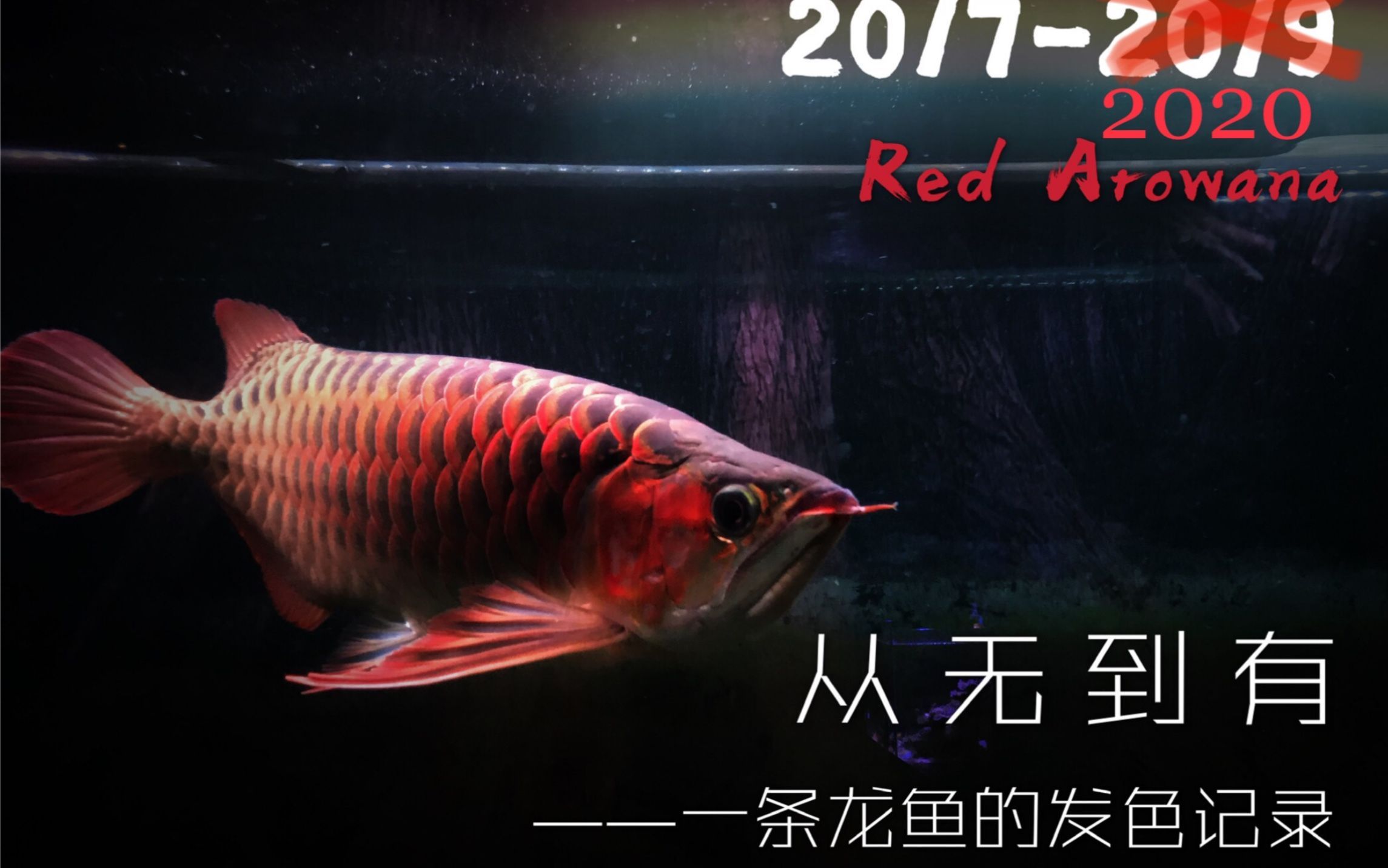 《龍魚》哪個版本更受歡迎，2025長城杯世界龍魚錦標賽冠軍魚