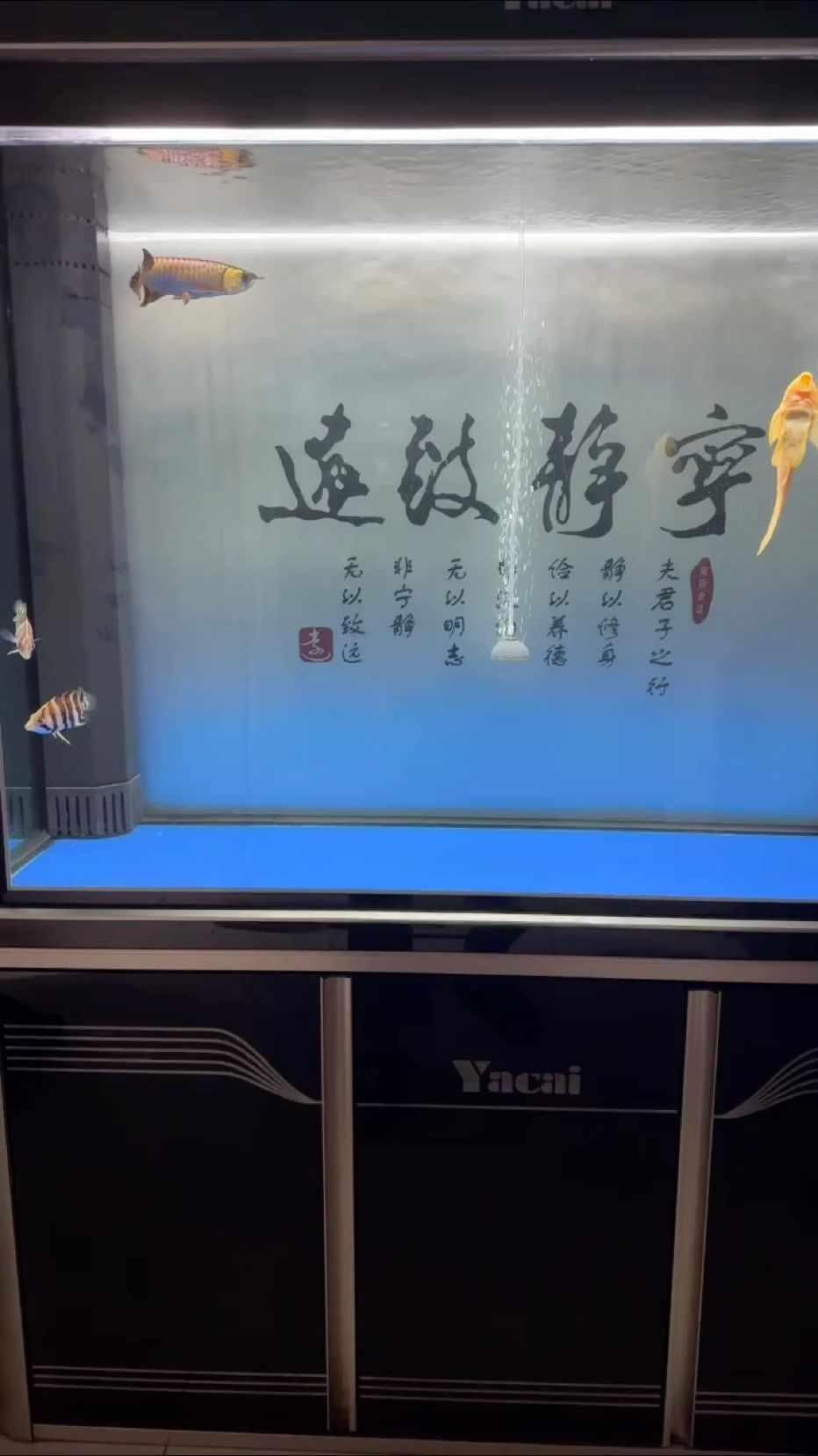 周末換水，周末換水，在家庭或辦公室的魚缸中定期更換水質是維持水生生物健康的關鍵