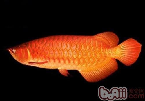 四大名龍紅龍魚的價(jià)格范圍，四大名龍紅龍魚價(jià)格范圍及其背后的價(jià)值邏輯詳解
