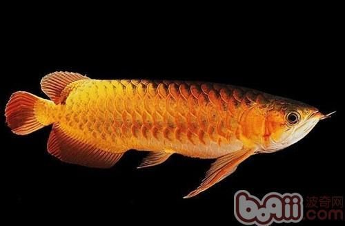 四大名龍紅龍魚的價(jià)格范圍，四大名龍紅龍魚價(jià)格范圍及其背后的價(jià)值邏輯詳解