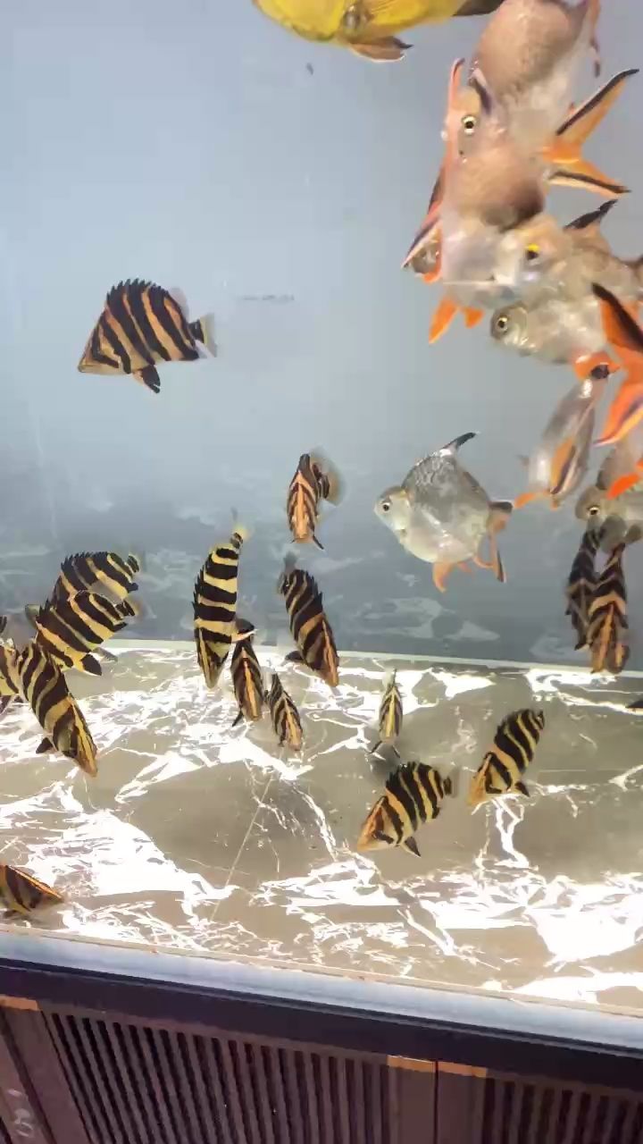 精品粗紋全包蘇虎，明虎，“精品粗紋全包蘇虎”暗示了某種產品或設計中包含的特定元素