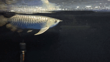 龍魚趴底多久會(huì)死？，arxiv論文助手+解龍魚趴底多久會(huì)死并需要1000字而細(xì)菌感染