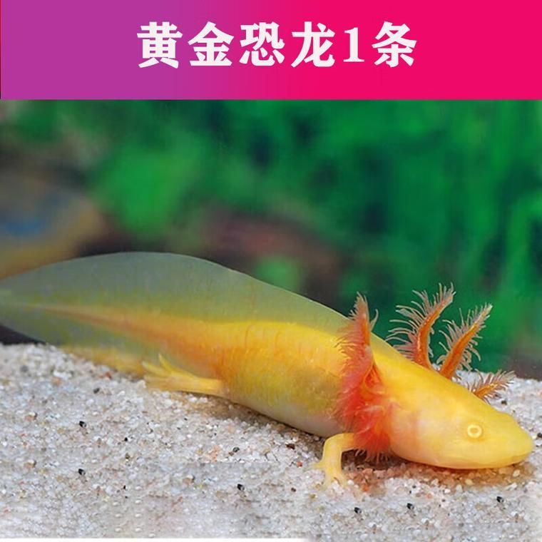 六角龍最不值錢的顏色，六角龍最不值錢的顏色是什么？