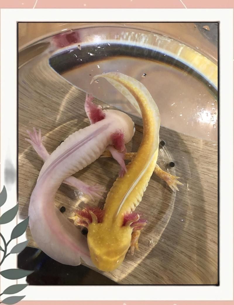 六角龍最不值錢的顏色，六角龍最不值錢的顏色是什么？