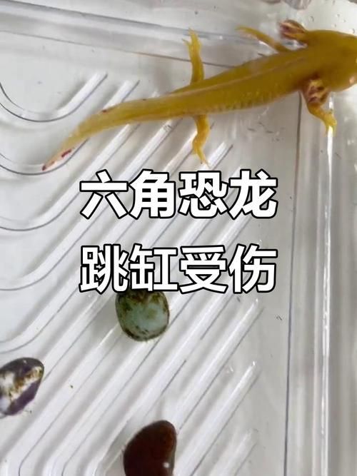 六角龍最不值錢的顏色，六角龍最不值錢的顏色是什么？