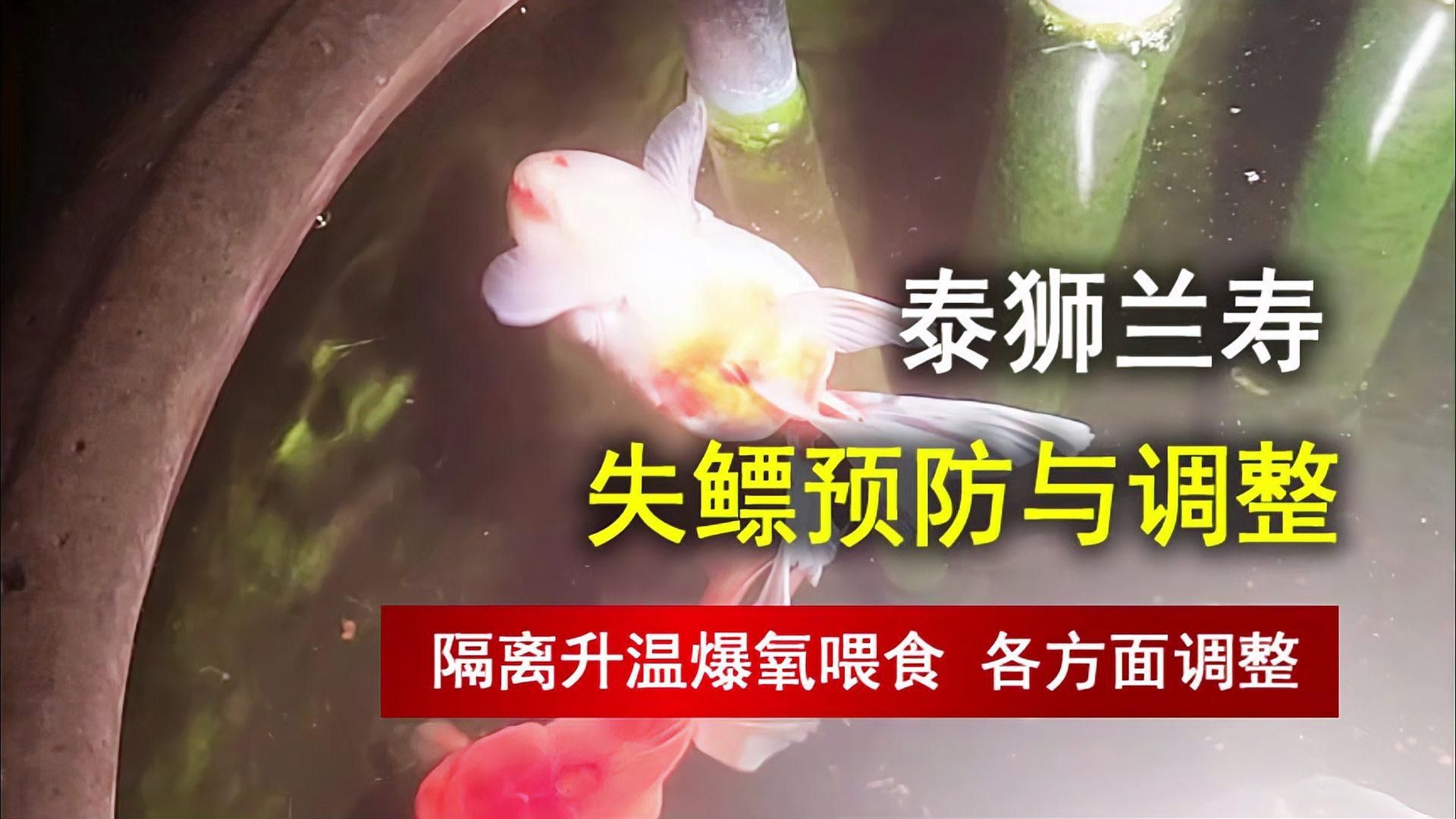 有哪些魚類容易患失鰾癥，哪些魚容易患失鰾癥