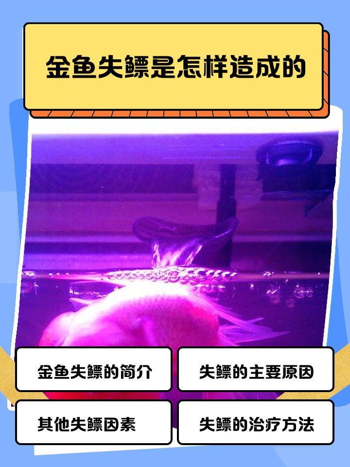 有哪些魚類容易患失鰾癥，哪些魚容易患失鰾癥