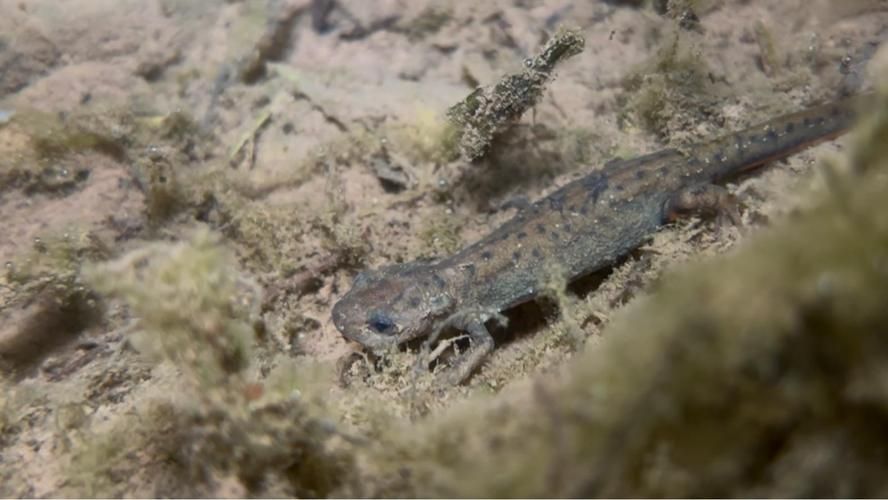 如何保護火龍魚蠑螈的棲息環境？，火龍魚蠑螈保護