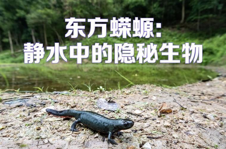 如何保護火龍魚蠑螈的棲息環境？，火龍魚蠑螈保護