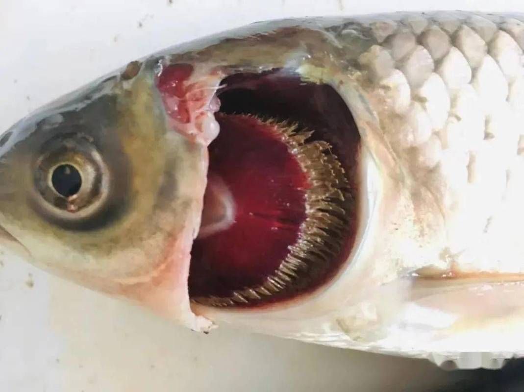 龍魚爛鰓圖片最簡單處理方法，arxiv論文助手詳解龍魚爛鰓的圖片及其最簡單處理方法
