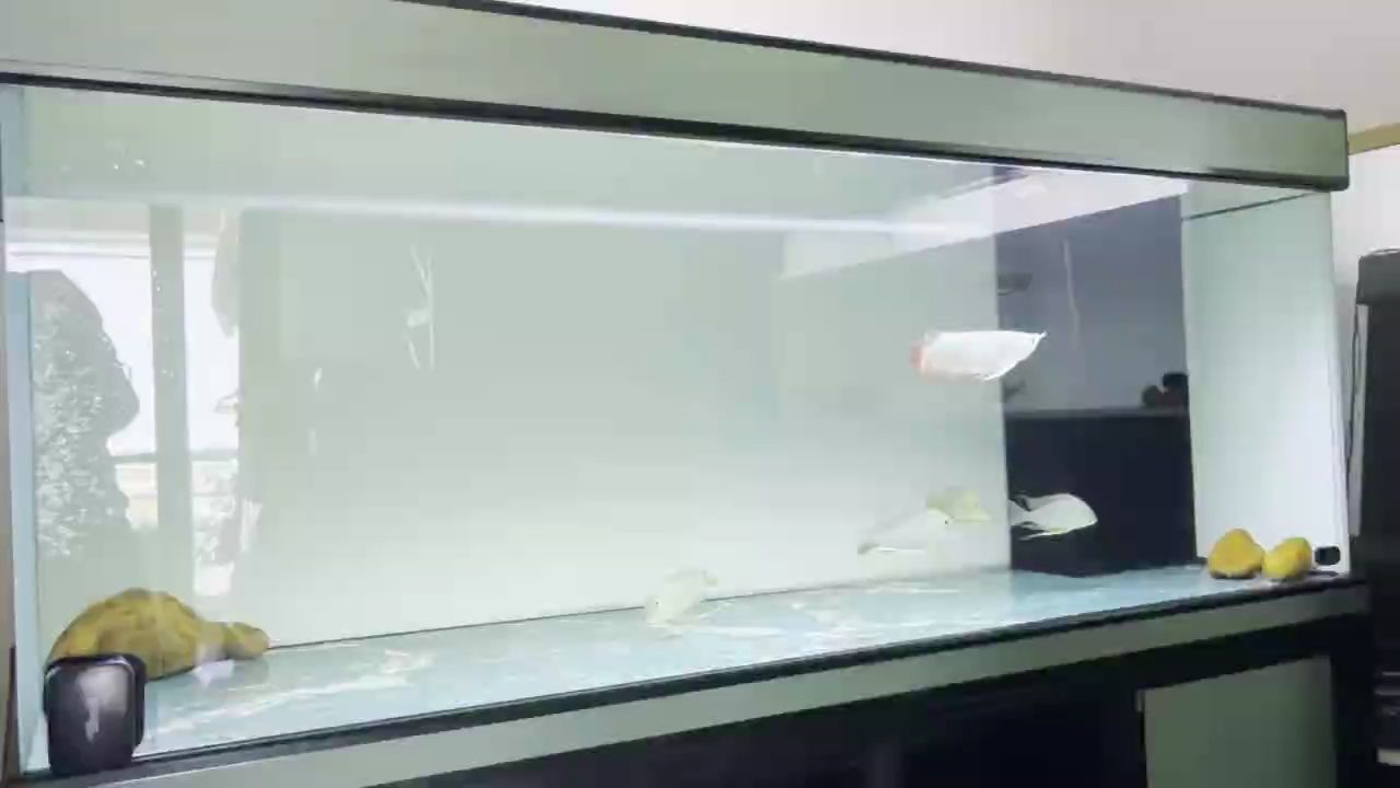 小布到家第三天，成功開口！，小布到家第三天