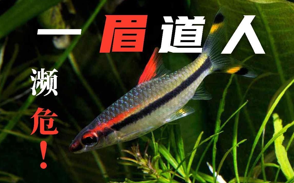 有哪些觀賞魚品種是瀕危物種，人工飼養(yǎng)中的瀕危物種