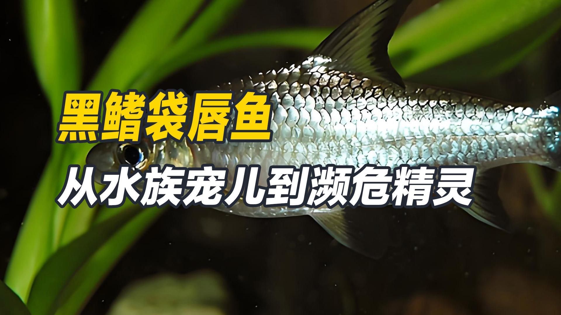 有哪些觀賞魚品種是瀕危物種，人工飼養(yǎng)中的瀕危物種