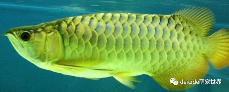 綠龍魚的價格是多少？，綠龍魚市場價格走勢如何區分“綠龍魚”和其他龍魚