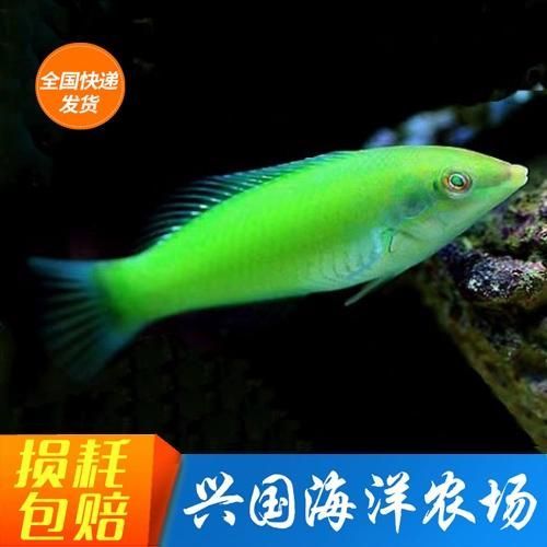 綠龍魚的價格是多少？，綠龍魚市場價格走勢如何區分“綠龍魚”和其他龍魚