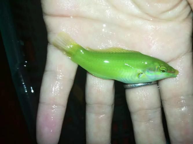 綠龍魚的價格是多少？，綠龍魚市場價格走勢如何區分“綠龍魚”和其他龍魚