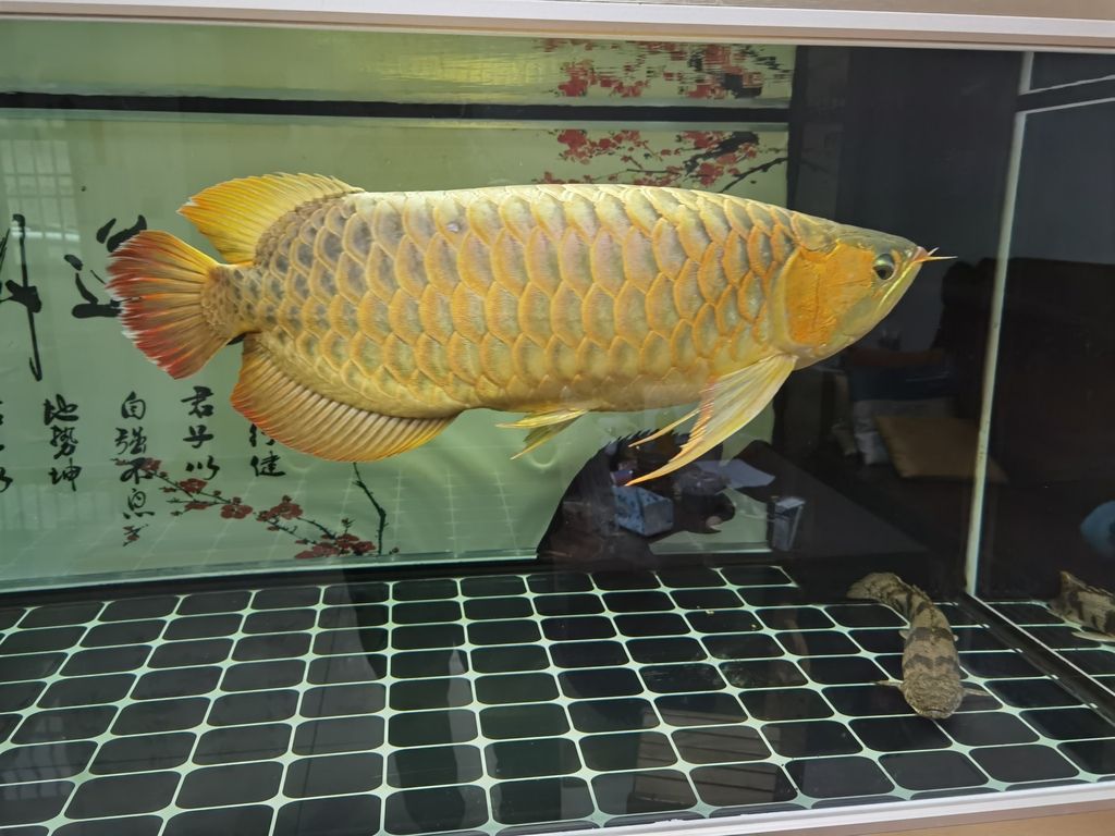 炸鱗病自愈后會有后遺癥嗎，炸鱗病自愈后是否留有后遺癥