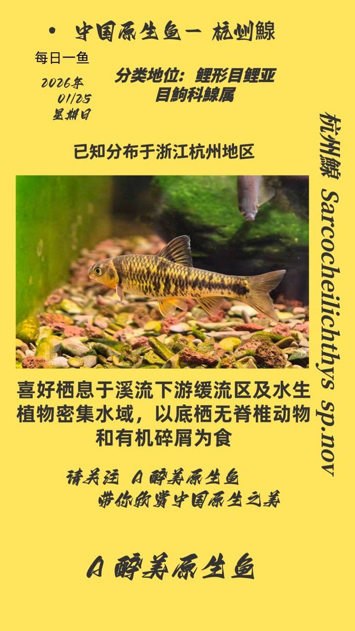 <strong><mark>杭州</mark></strong>鰁，i00wvbla評論：<strong><mark>杭州</mark></strong>鰁的生態與文化價值