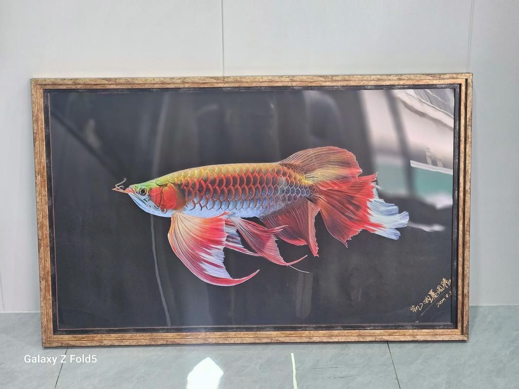 有沒有龍魚攝影作品欣賞，龍魚攝影作品欣賞
