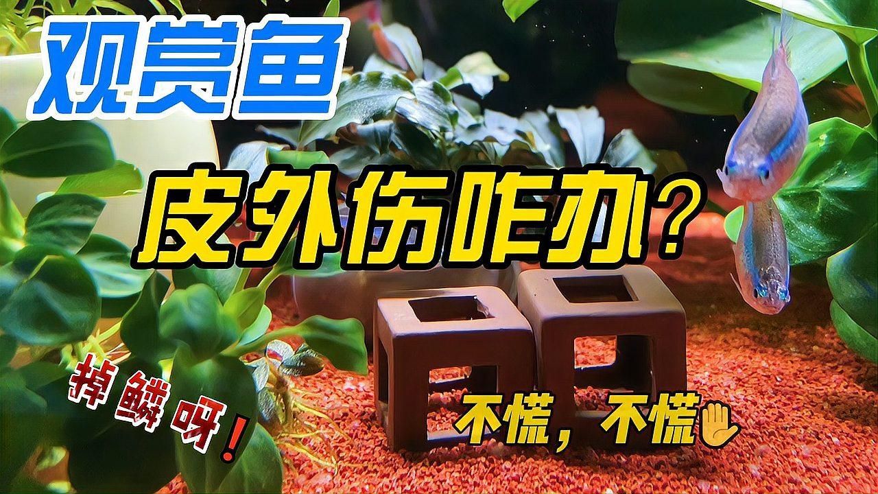 有哪些方法可以治療魚受傷，受傷后如何正確治療魚受傷的嚴重程度以下方法來治療