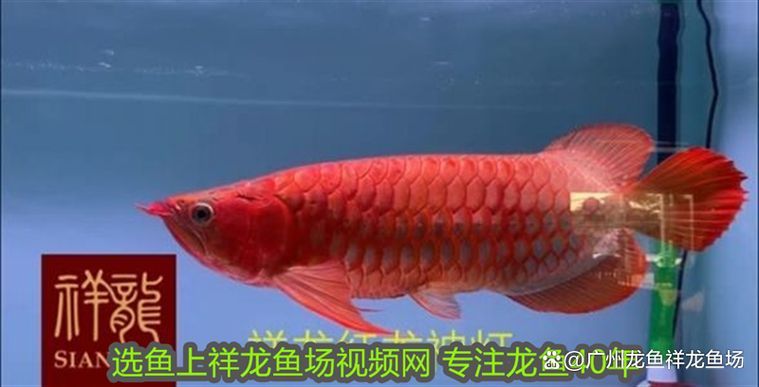 紅龍趴缸的緊急處理措施，紅龍魚“趴缸”處理