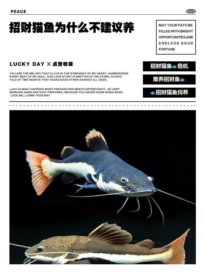 招財(cái)貓魚(yú)好養(yǎng)嗎，招財(cái)貓魚(yú)為什么不建議養(yǎng)寵物研究所