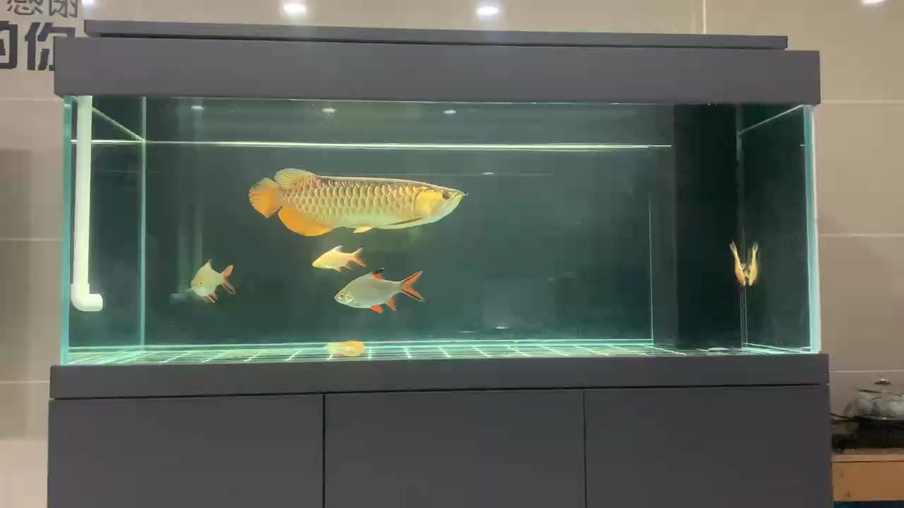 金龍，中國民間信仰中的守護神，被認為能夠驅邪避兇，保護人們<strong><mark>平安</mark></strong>