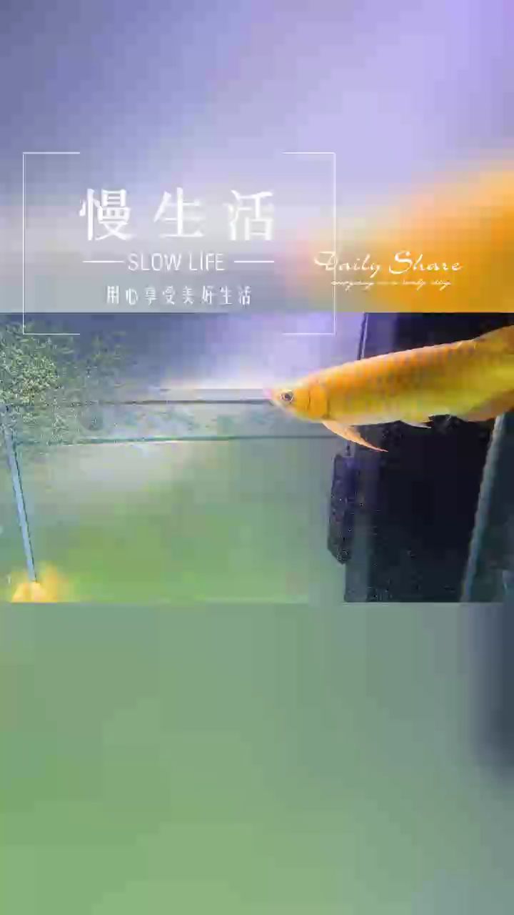 靜養(yǎng)，靜養(yǎng)的藝術(shù)與實踐